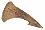 Fossil Sawfish (Onchopristis) Rostral Barb - Morocco #219892-1
